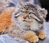 pallas-cat-orange-coat