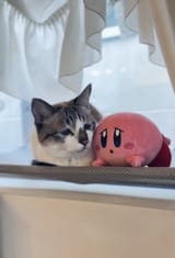 kirby cat