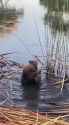 BeaverBath_thumb.jpg
