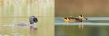 Musk Duck &amp; Pink-eared Duck