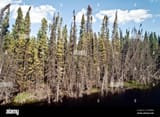 wetlands-bog-and-coniferous-forest-in-the-remote-boreal-forest-wilderness-near-the-pas-northern-manitoba-canada-2C7DBMG