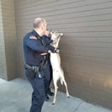 deer arrested