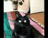 cat-zoom