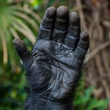 view-palm-side-fully-open-gorilla-hand-detailed-image-captures-intricate-textures-lines-s-thick-skin-showcasing-337192330