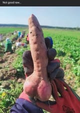 yam cock, take the veggie dick