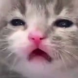 65309870_124931978758916_9084317882161962772_n