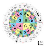 codon circle