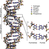 DNA_Structure+Key+Labelled.pn_NoBB