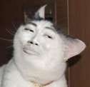 cat face