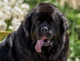 newfoundland-dog-slobbering_KelvinW_Shutterstock