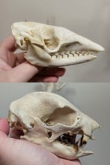Six-Banded Armadilo &amp; Linnaeus&#039;s Two-Toed Sloth Skull