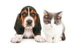 bassett-kitten