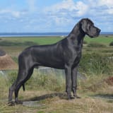Great Dane 01_adobe_express
