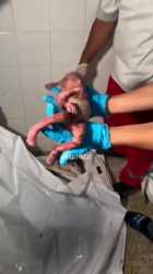 rekt pali fetus_thumb.jpg