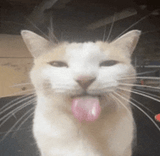 gato-lengua