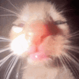cat-kitten