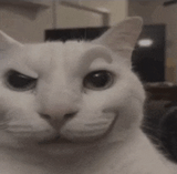 cat-white