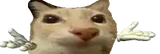 shrug-cat