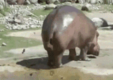 hippo-poop[1]