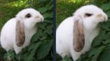 angry bunny