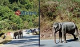 gajah26_1551181329