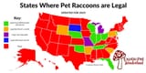 coon legality