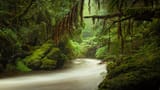 Tarkine
