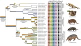 Xenarthran Tooth Genes