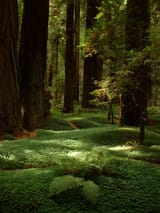 WOODS1