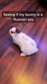 bunny