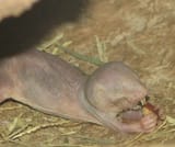 Naked_Mole_Rat_Eating