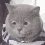 cat-why