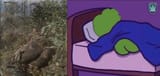 magyar pepe