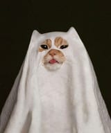 kot spooker dum