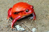 tomato_frog_l