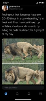 lion-balls