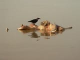 ganges4