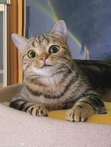 cato
