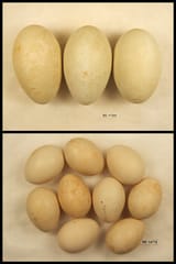 Bagabagaali &amp; Wilidhubaay Eggs