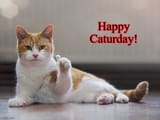 caturday