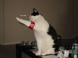 meowhail