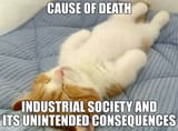 cat_death_industrial_soceity_consequences