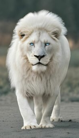 WhiteLion