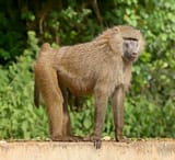 Baboon1-16921911