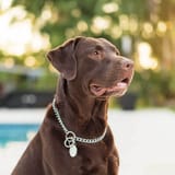 labrador