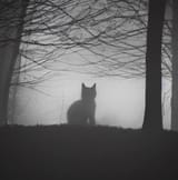 KOTWOODS04