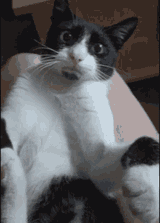 cat-dope
