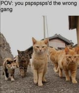 cats