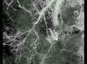 zigger suicide #990004_thumb.jpg