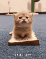 kitty-cat-sandwich